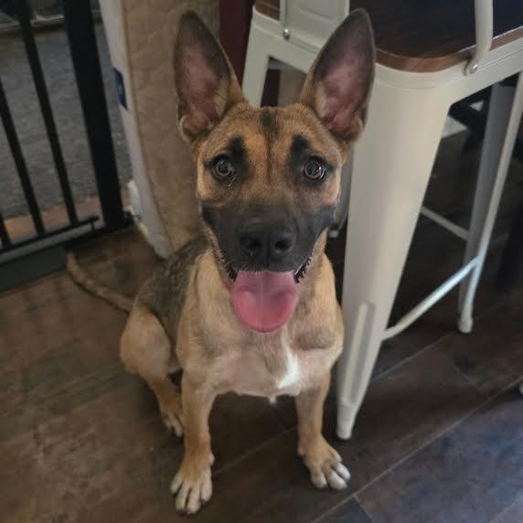 Enlarge Sasha, a ADOPTABLE mixed breed in Austin, AR image 1/2