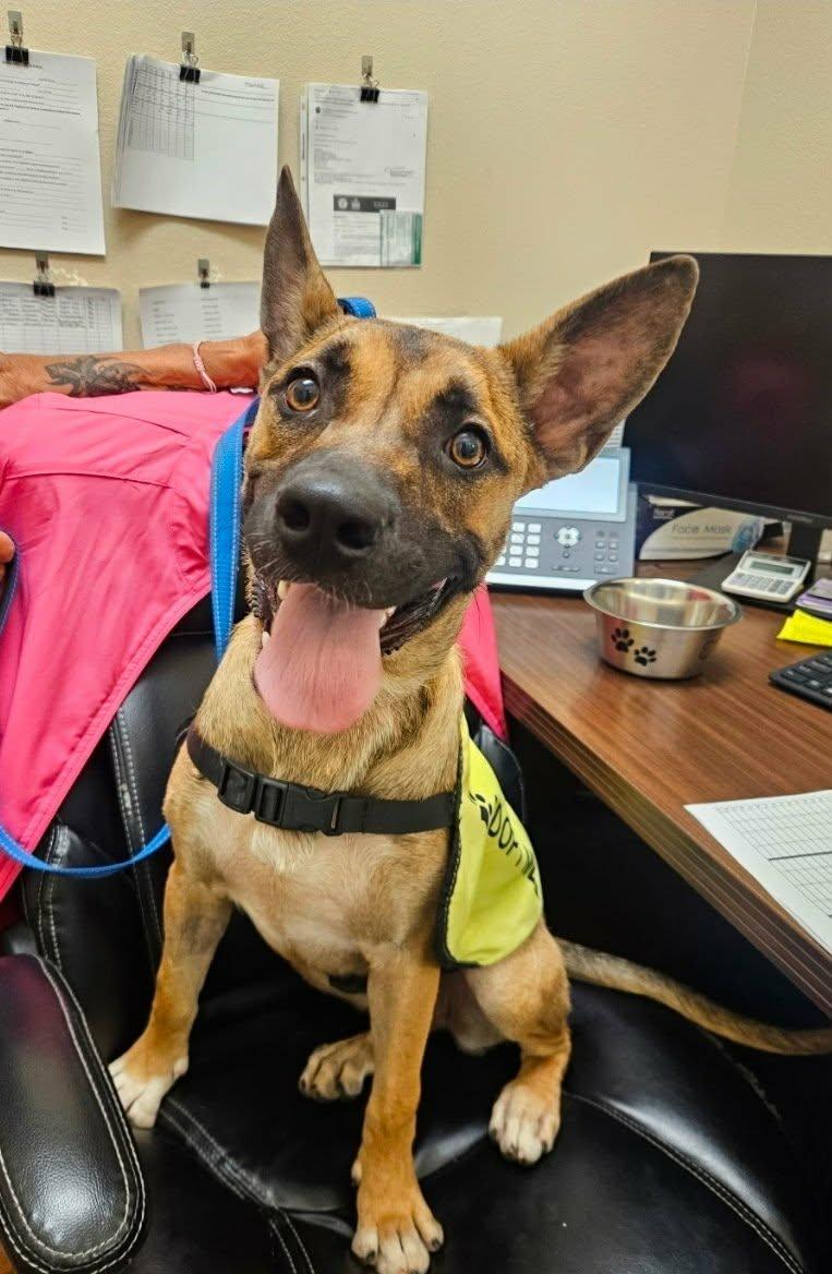 Enlarge Sasha, a Adoptable mixed breed in Austin, AR image 4/5
