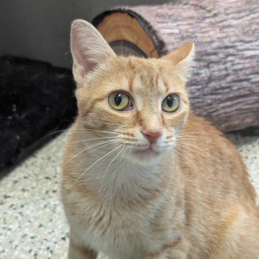 Enlarge Sunny, a Adoptable Domestic Short Hair in Winchester, TN image 1/5