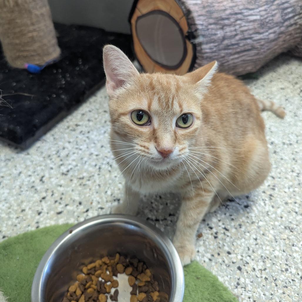Enlarge Sunny, a Adoptable Domestic Short Hair in Winchester, TN image 2/5