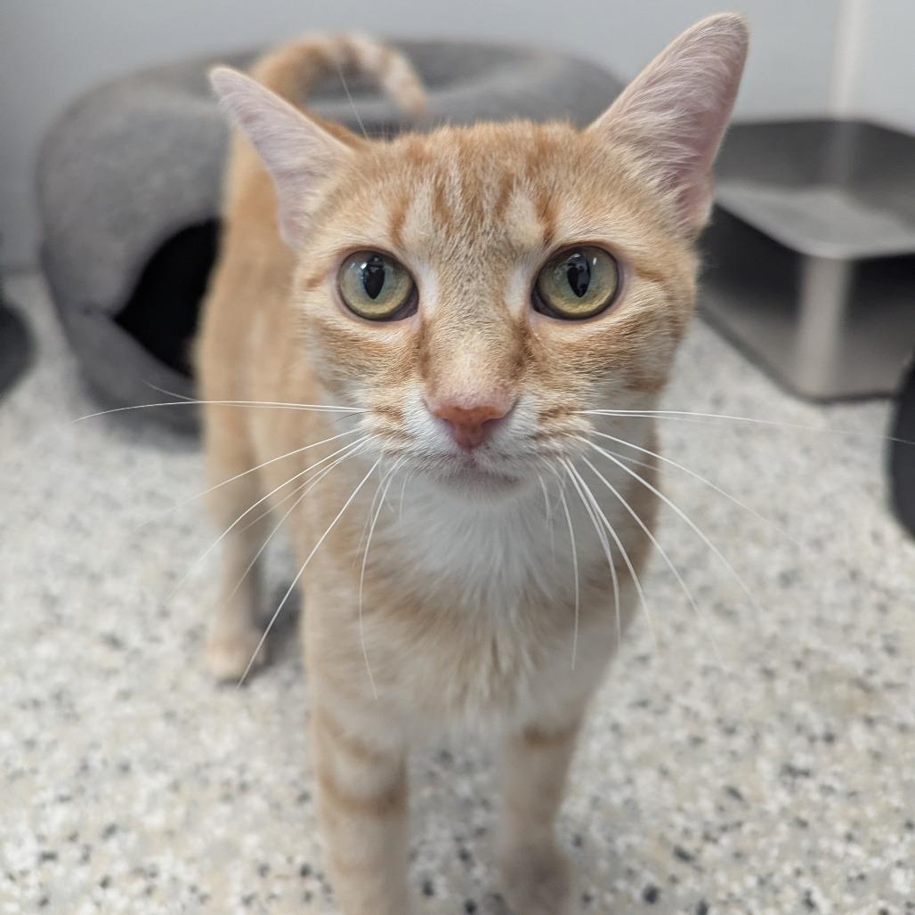 Enlarge Sunny, a Adoptable Domestic Short Hair in Winchester, TN image 3/5