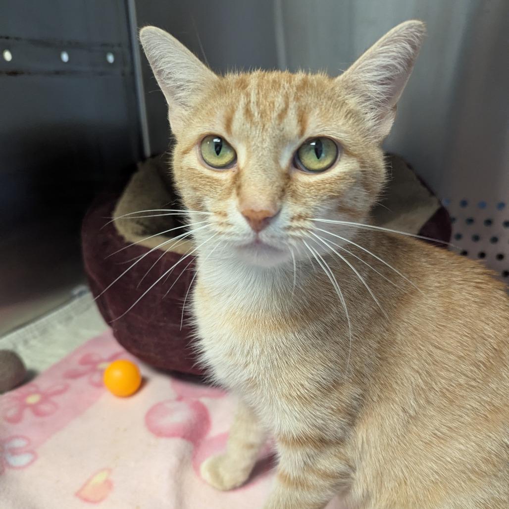 Enlarge Sunny, a Adoptable Domestic Short Hair in Winchester, TN image 4/5
