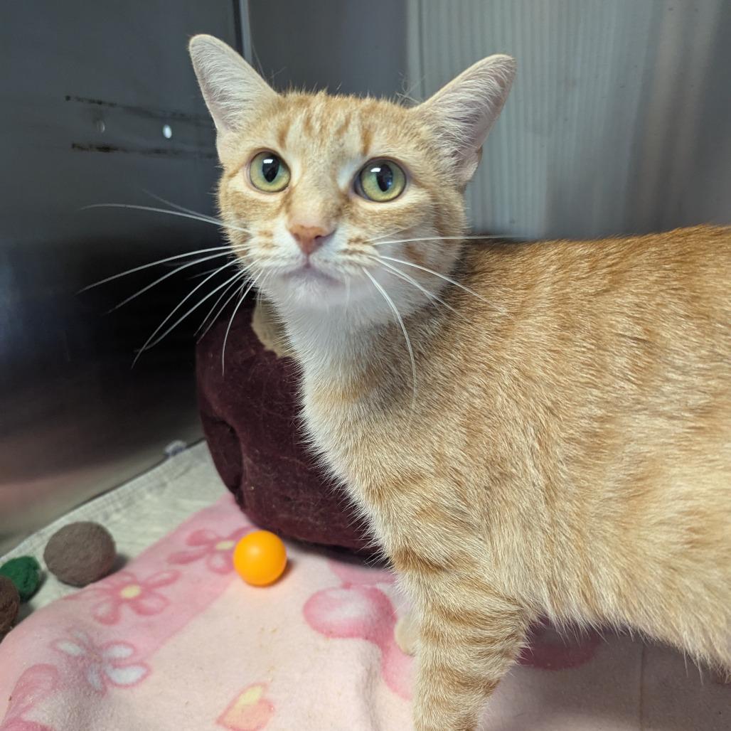 Enlarge Sunny, a Adoptable Domestic Short Hair in Winchester, TN image 5/5
