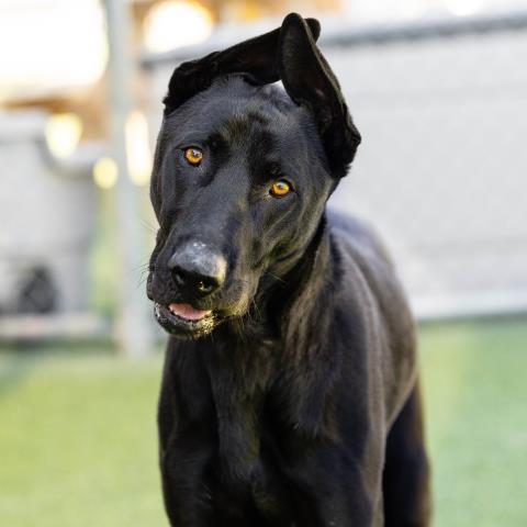 BUKI, Adoptable, Adult Male Labrador Retriever & Mixed Breed.