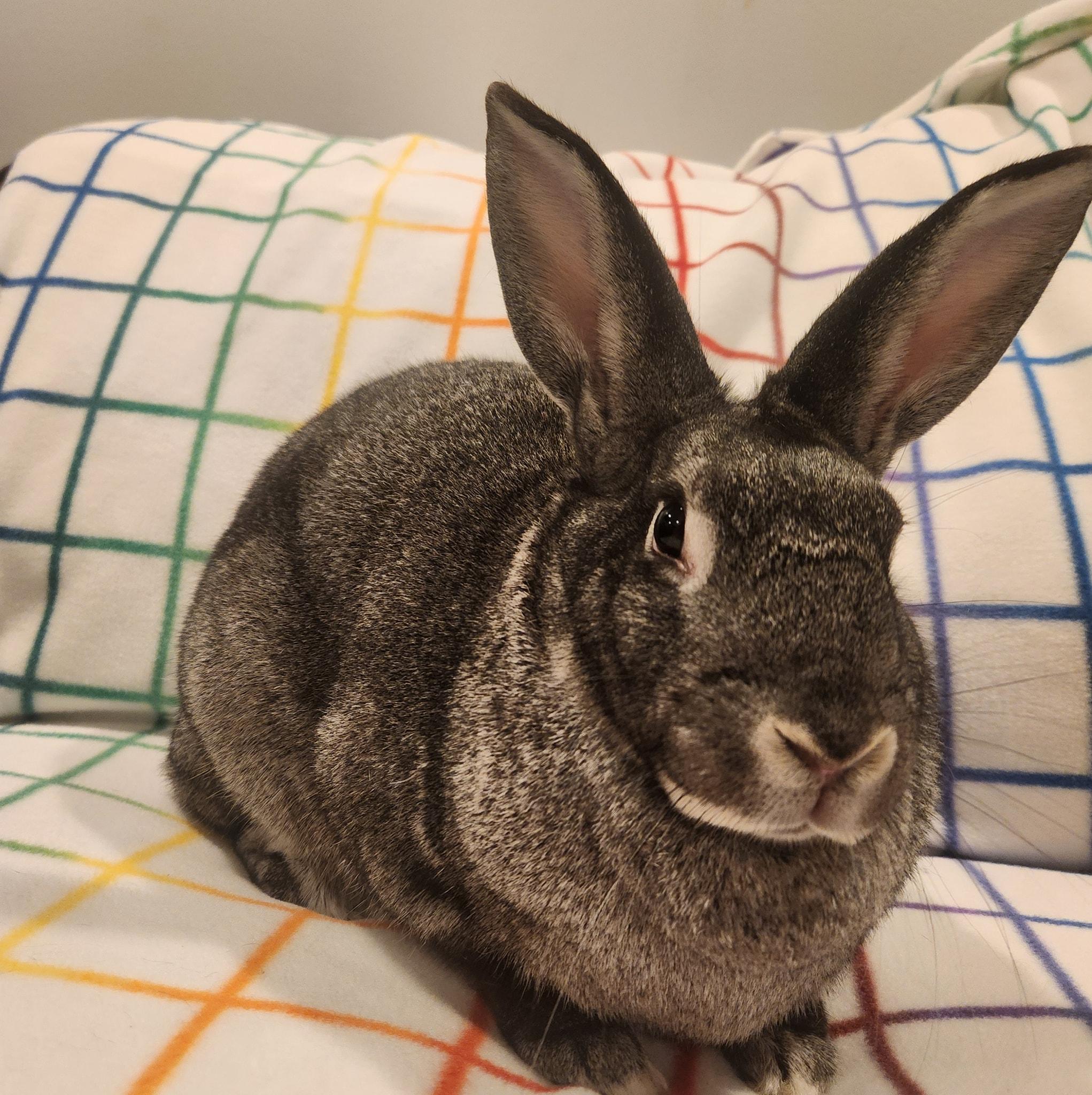 Bambi, an adopted mixed breed in Seymour, CT image 2/2