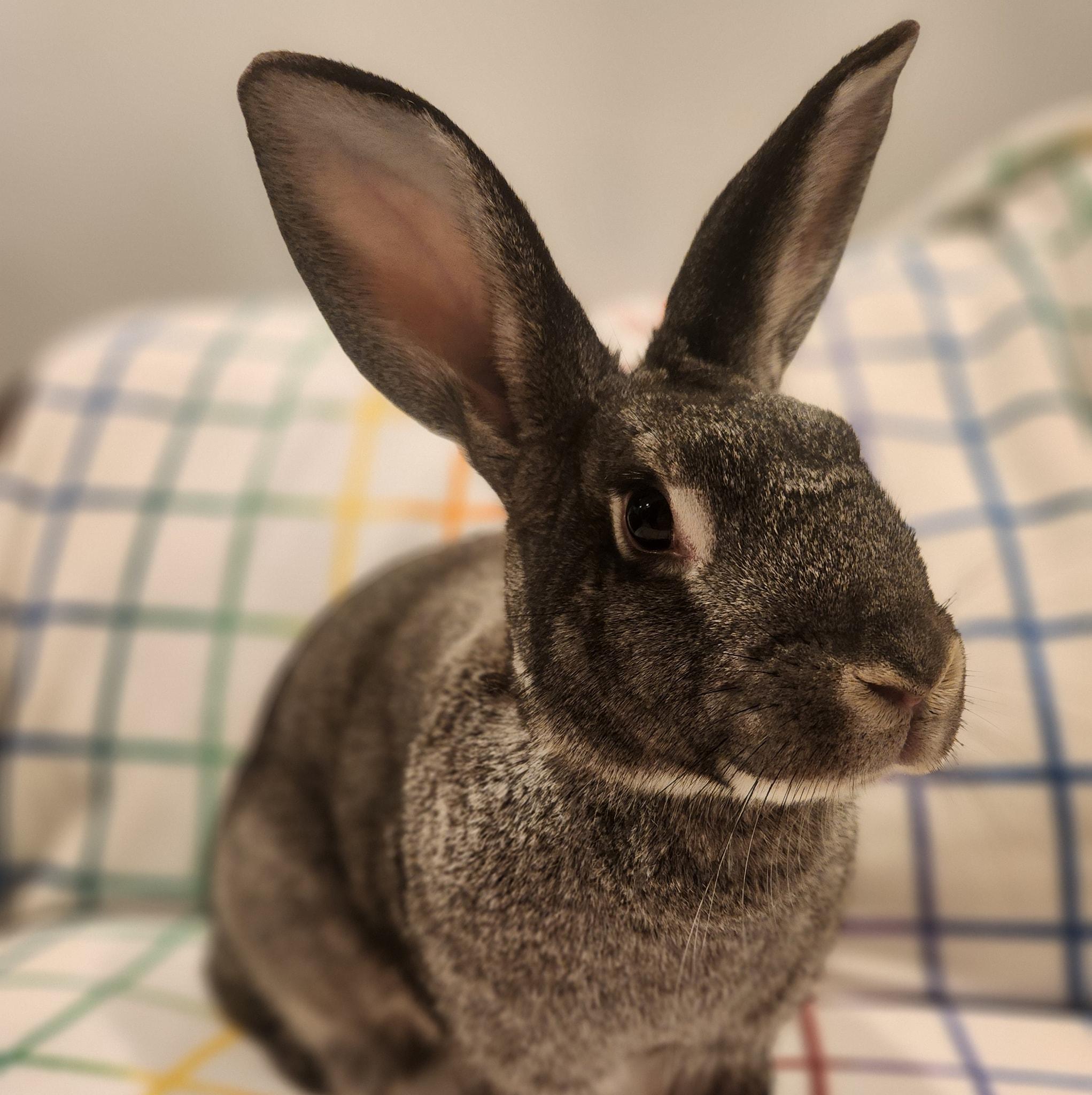 Bambi, adoptable, Adult Female Chinchilla & New Zealand.