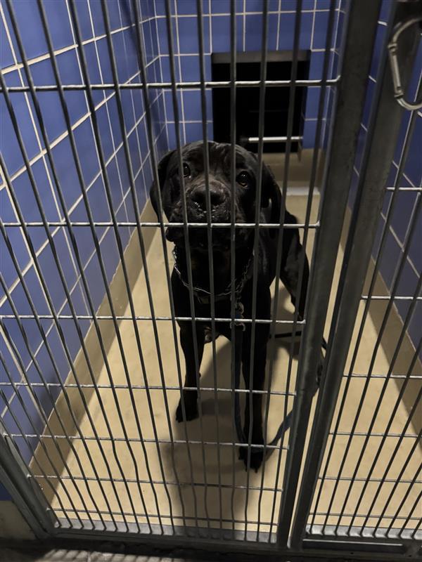 Enlarge Bronx, a Adoptable mixed breed in Austin, TX image 1/1