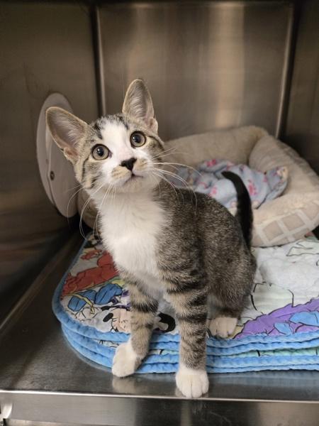 Brie, Adopted, Kitten Female Domestic Short Hair.