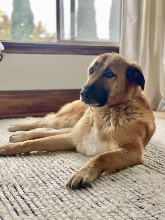 Enlarge Zamora, a Adoptable mixed breed in Los Angeles, CA image 3/6