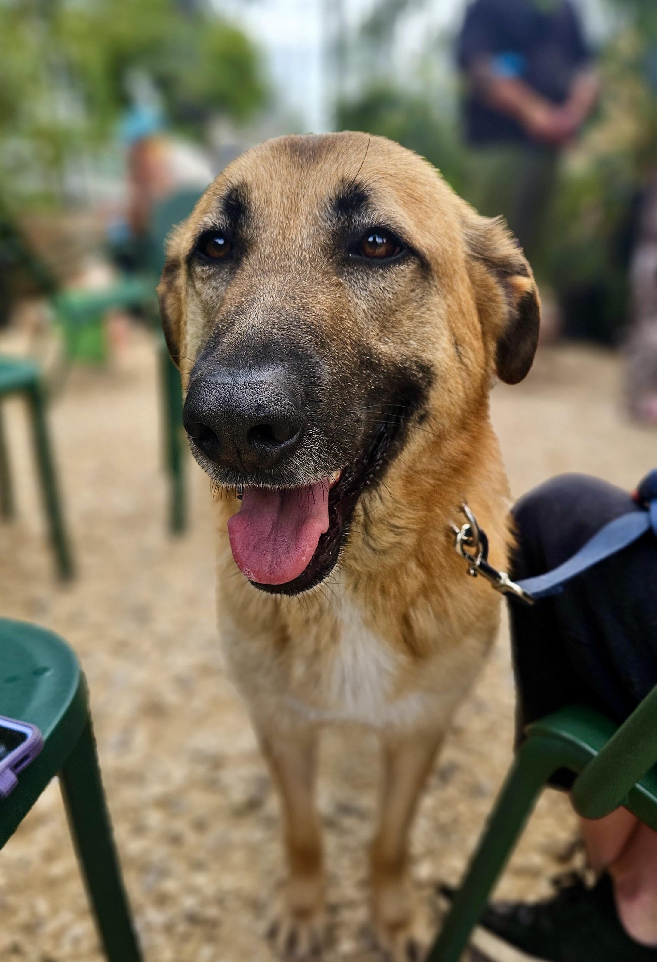 Enlarge Zamora, a Adoptable mixed breed in Los Angeles, CA image 4/6