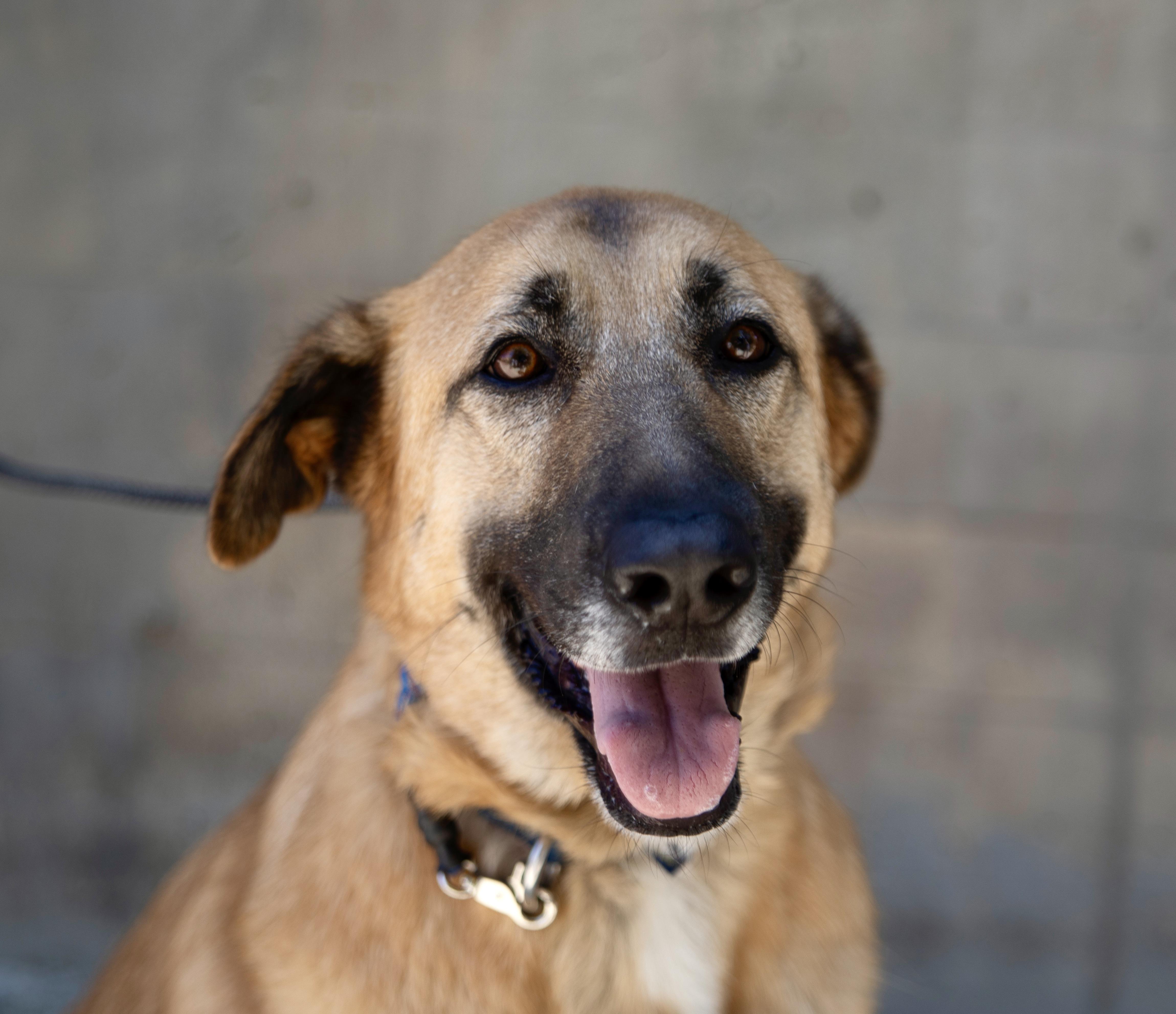 Enlarge Zamora, a Adoptable mixed breed in Los Angeles, CA image 2/6