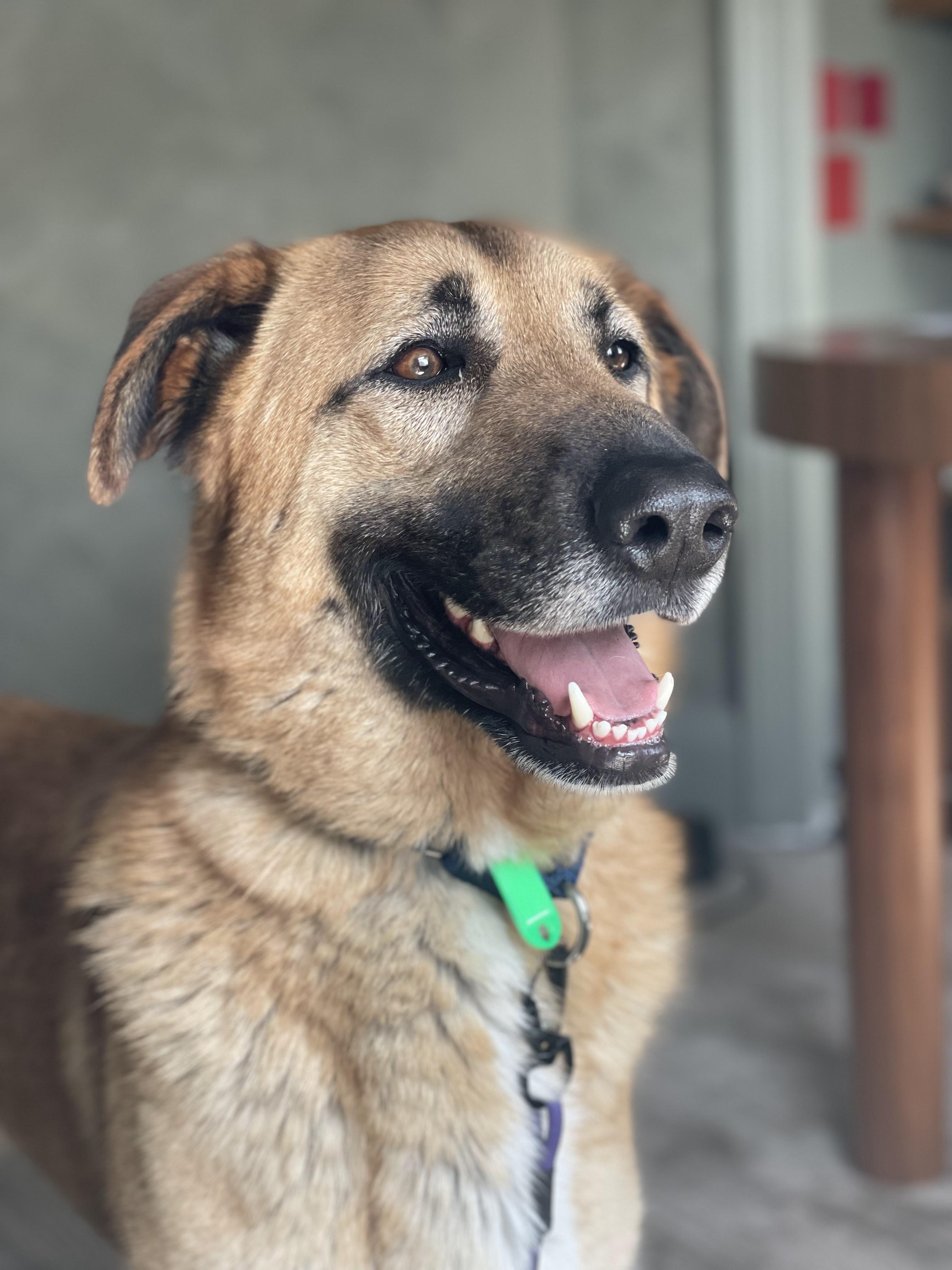 Enlarge Zamora, a Adoptable mixed breed in Los Angeles, CA image 6/6