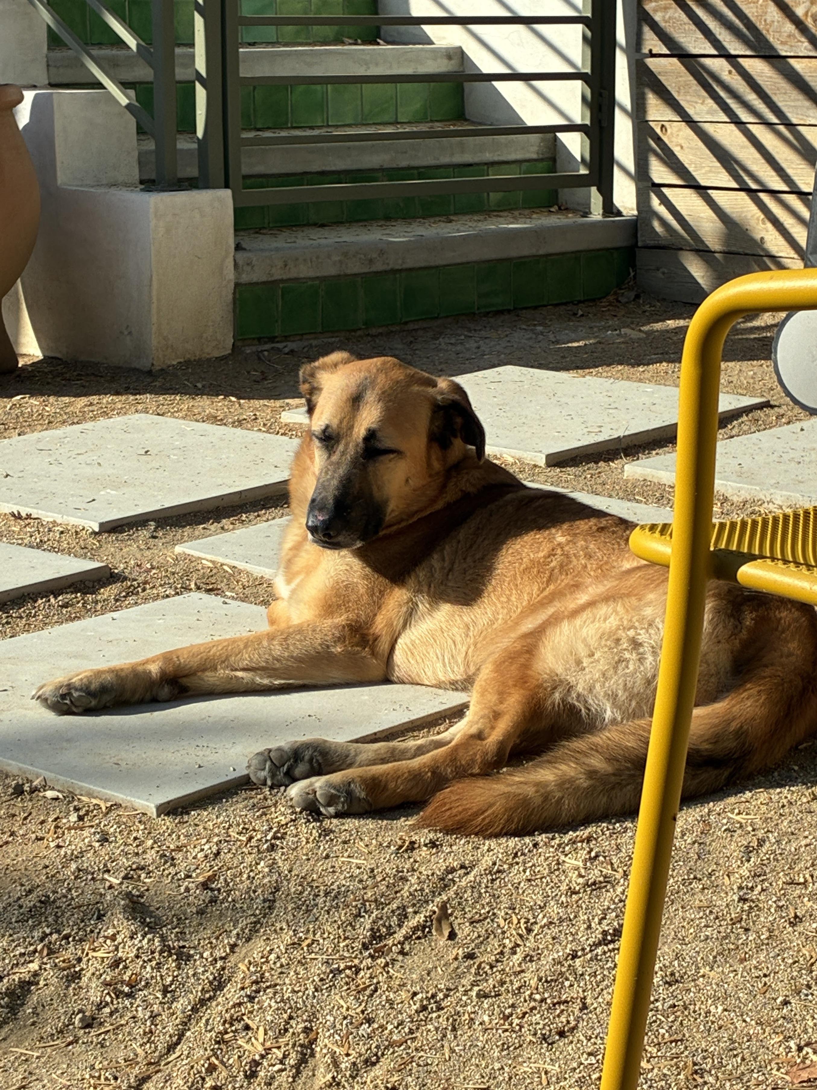 Enlarge Zamora, a Adoptable mixed breed in Los Angeles, CA image 5/6