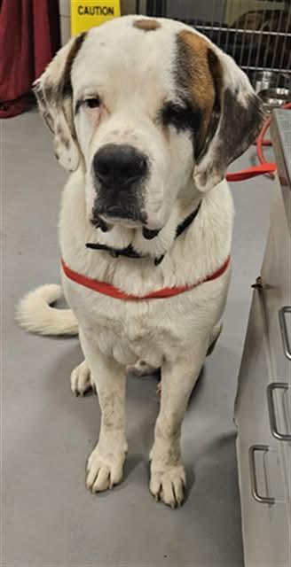 Turk, an adoptable Saint Bernard in Vassalboro, ME, 04989 | Photo Image 1