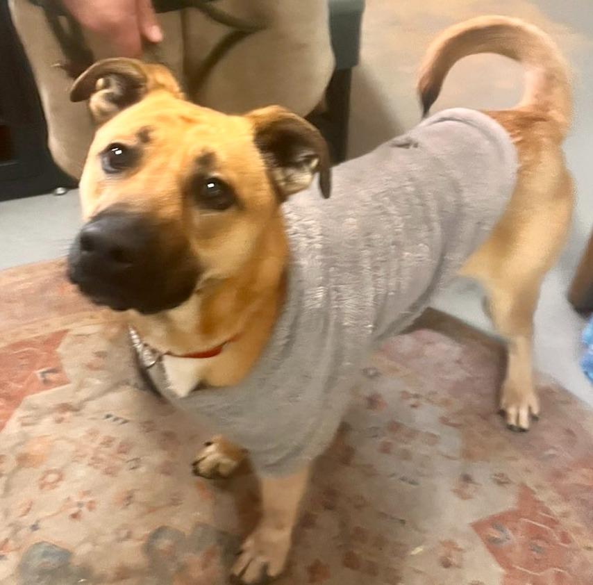 Enlarge Bindi, a Adoptable mixed breed in Crandon, WI image 2/2