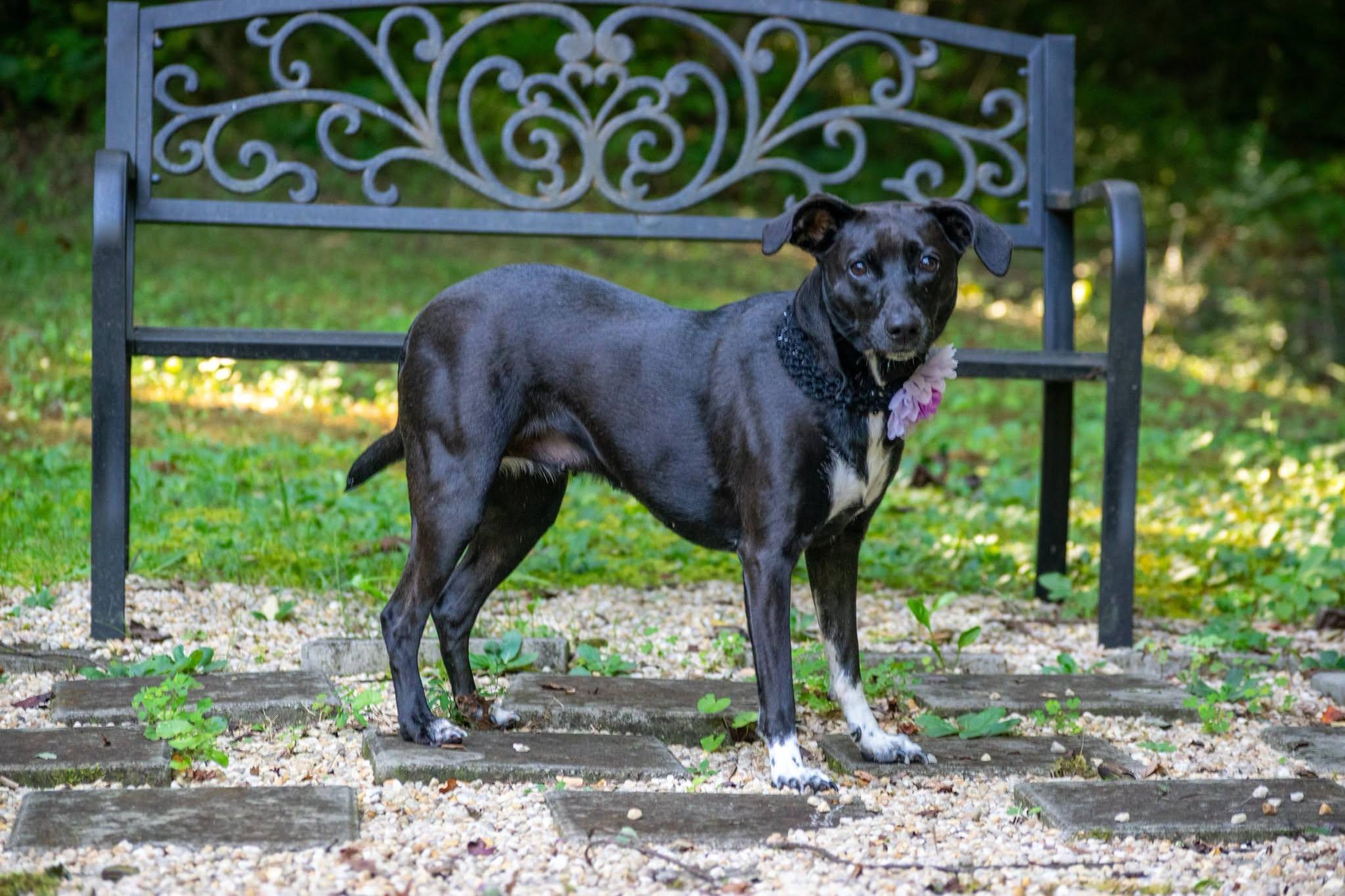 Enlarge Sylvia, a Adoptable mixed breed in Sevierville, TN image 2/4