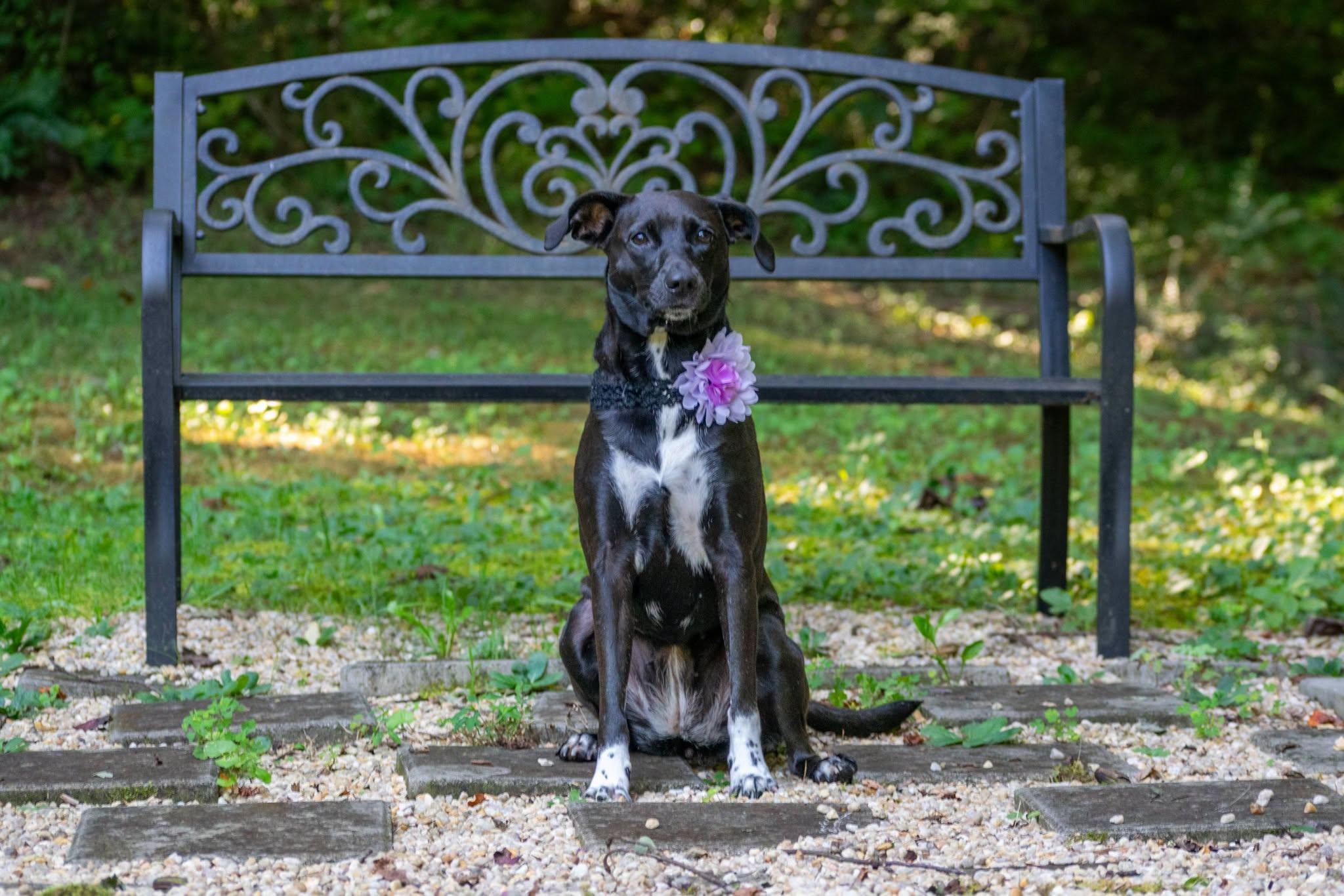 Enlarge Sylvia, a Adoptable mixed breed in Sevierville, TN image 3/4