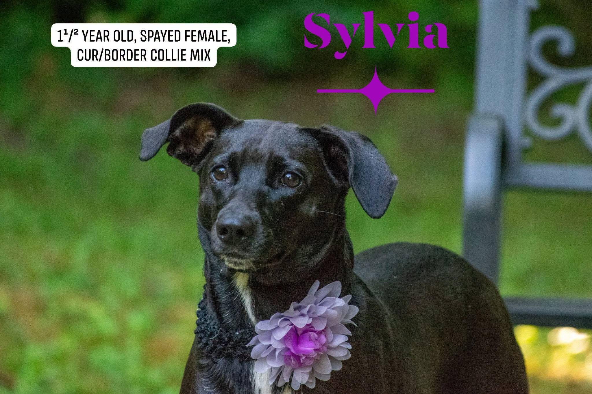 Sylvia, Adoptable, Young Female Mountain Cur & Border Collie.