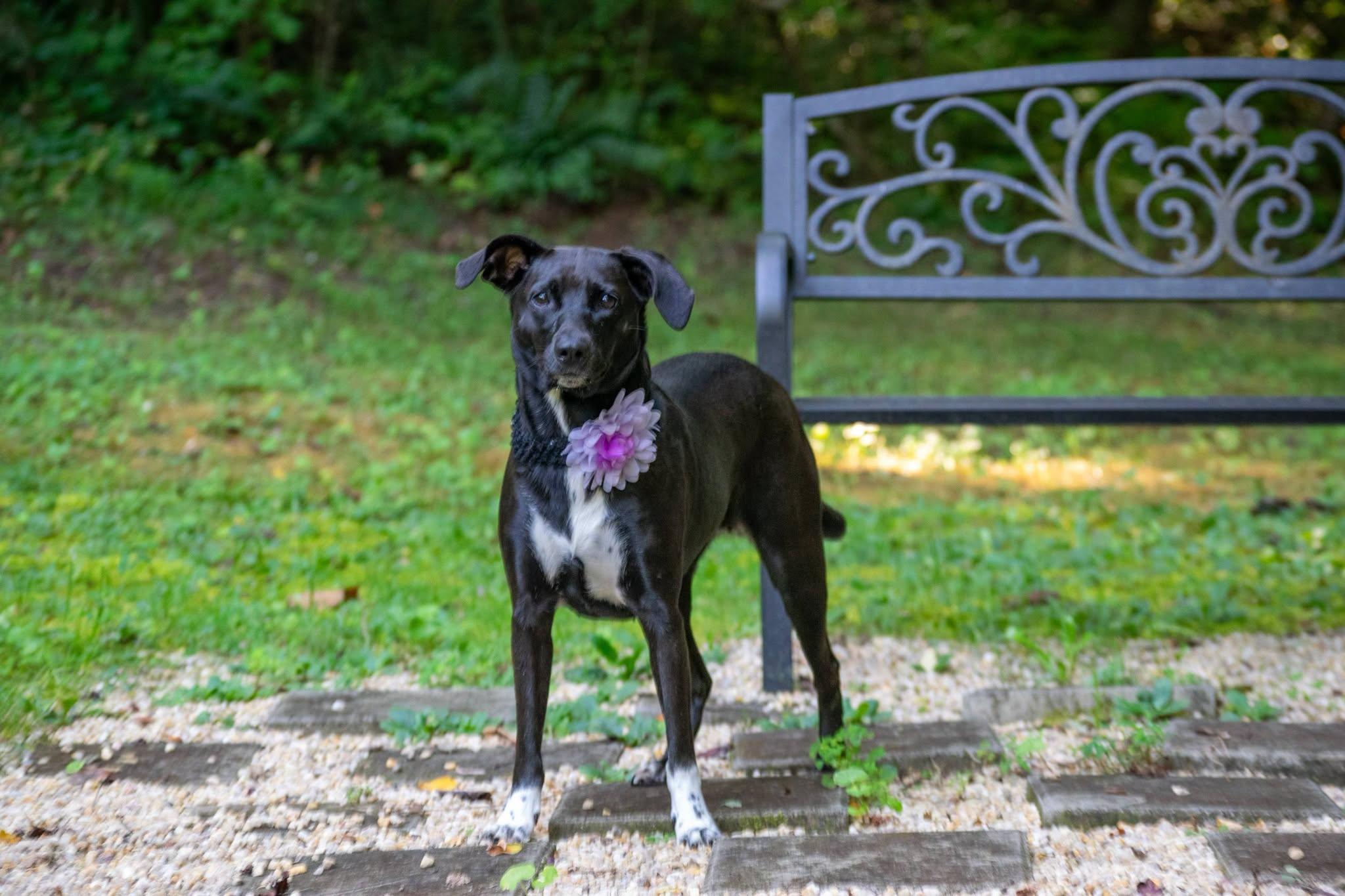 Enlarge Sylvia, a Adoptable mixed breed in Sevierville, TN image 4/4