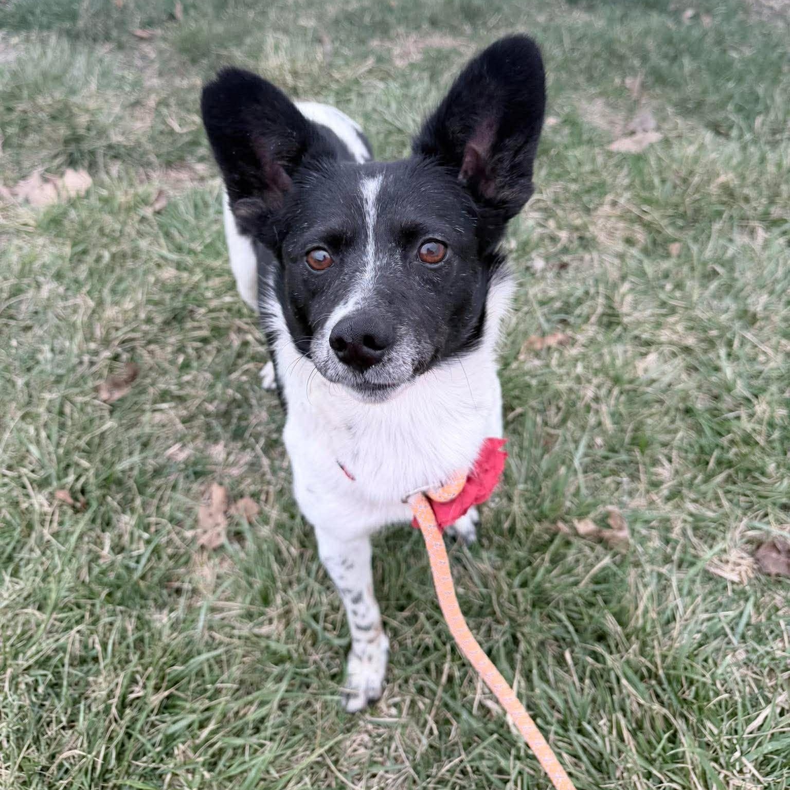 Enlarge Rosie ~ in foster care , a ADOPTABLE mixed breed in Minooka, IL image 3/3