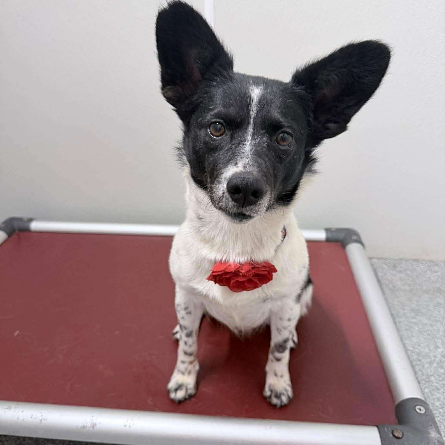 Enlarge Rosie ~ in foster care , a ADOPTABLE mixed breed in Minooka, IL image 2/3