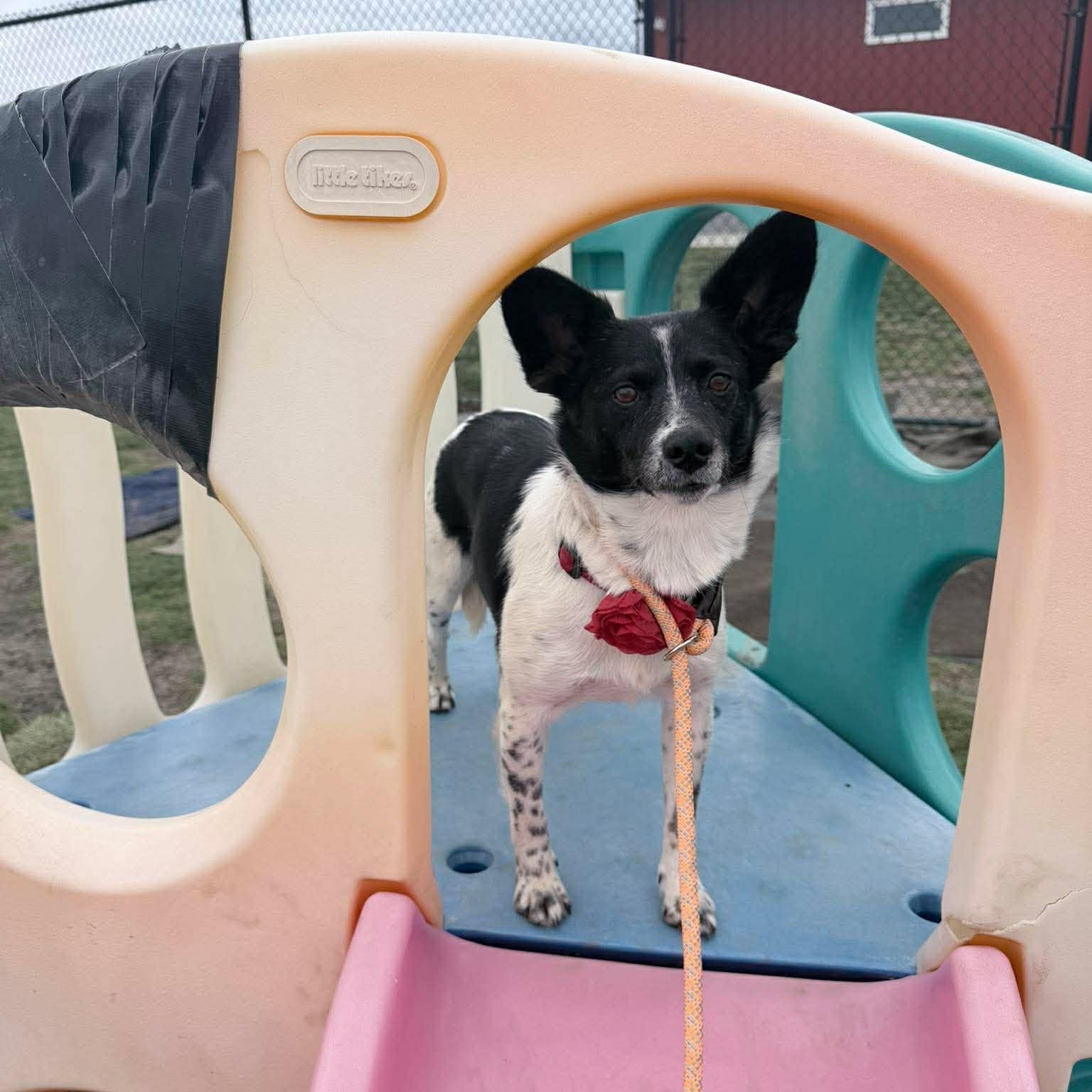 Rosie ~ in foster care , ADOPTABLE, Adult Female Pomeranian & Chihuahua.