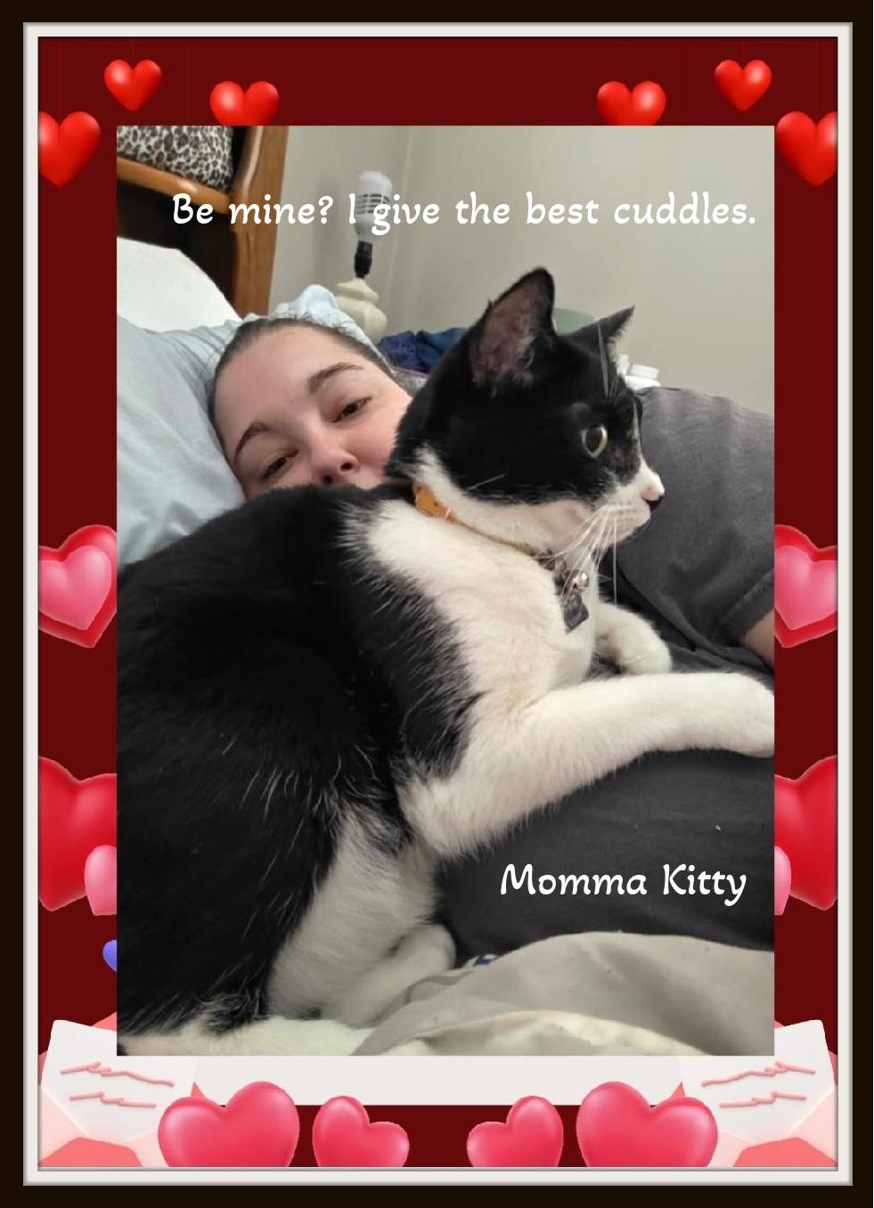 Enlarge Momma Kitty - Cow‑print sweetheart ready to moo‑ve into your heart., a ADOPTABLE Domestic Short Hair in Winston Salem, NC image 2/6