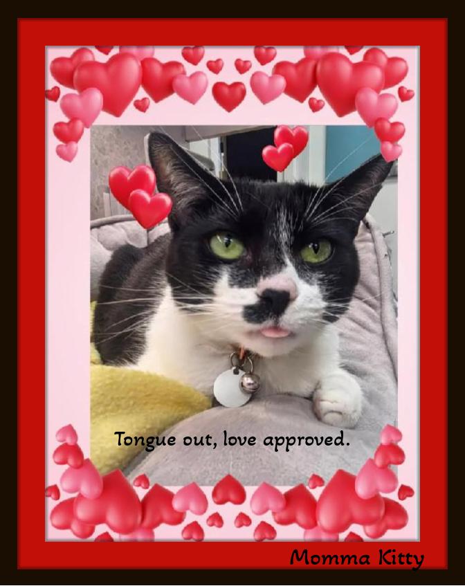 Enlarge Momma Kitty - Cow‑print sweetheart ready to moo‑ve into your heart., a ADOPTABLE Domestic Short Hair in Winston Salem, NC image 6/6