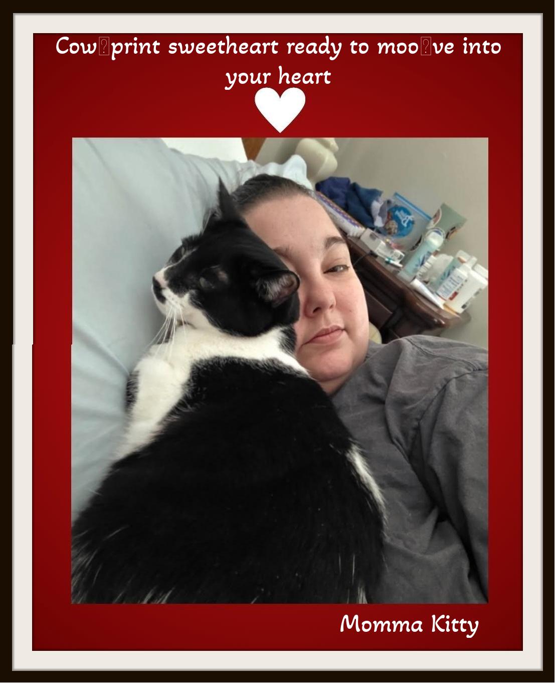 Enlarge Momma Kitty - Cow‑print sweetheart ready to moo‑ve into your heart., a ADOPTABLE Domestic Short Hair in Winston Salem, NC image 3/6