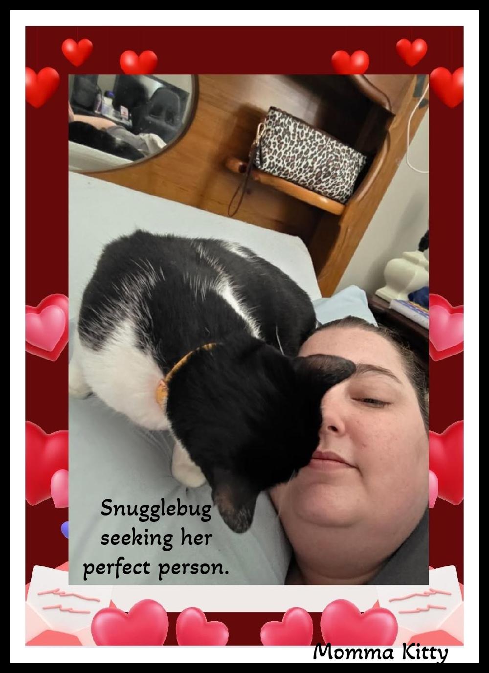 Enlarge Momma Kitty - Cow‑print sweetheart ready to moo‑ve into your heart., a ADOPTABLE Domestic Short Hair in Winston Salem, NC image 1/6