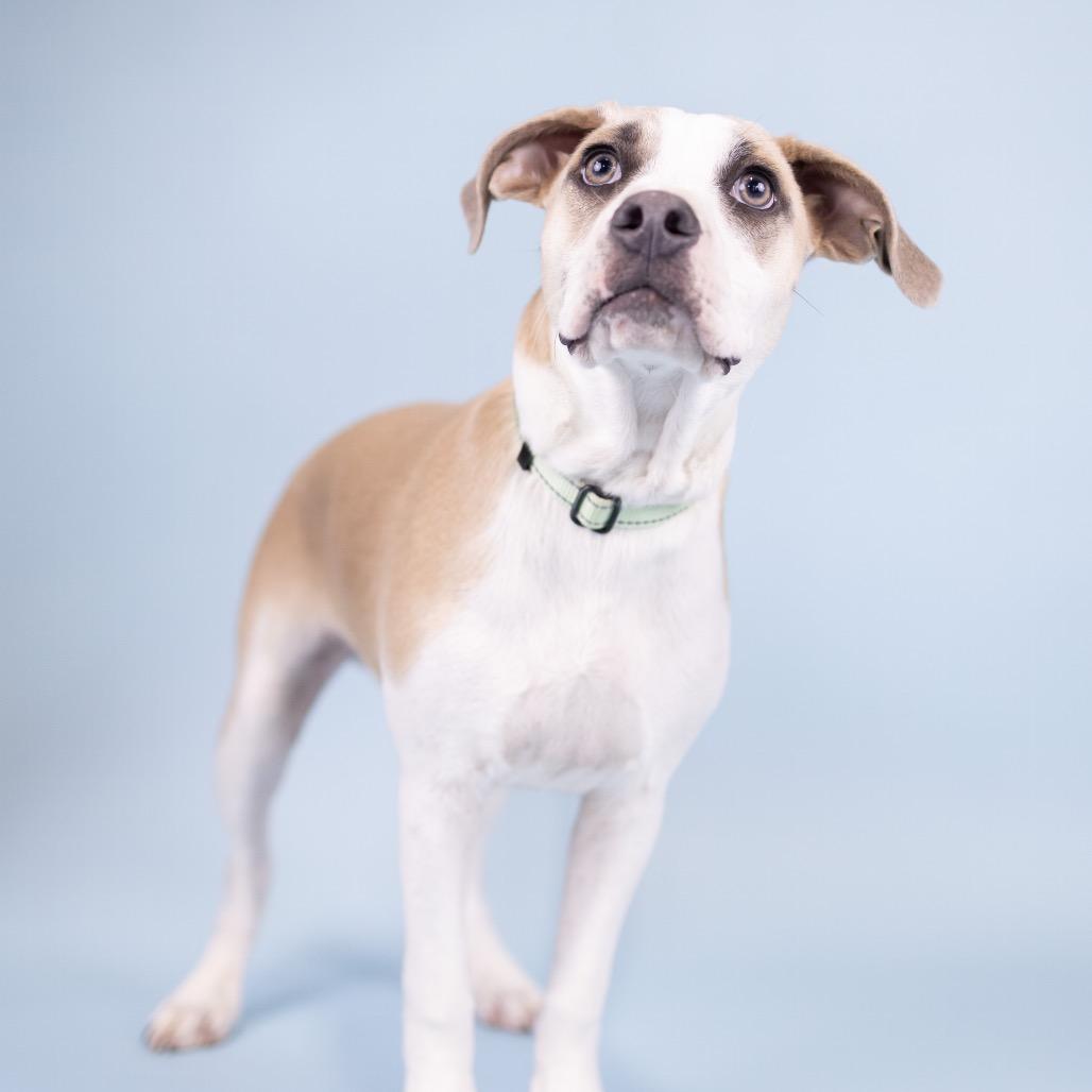 Romeo, Adoptable, Young Male English Bulldog.