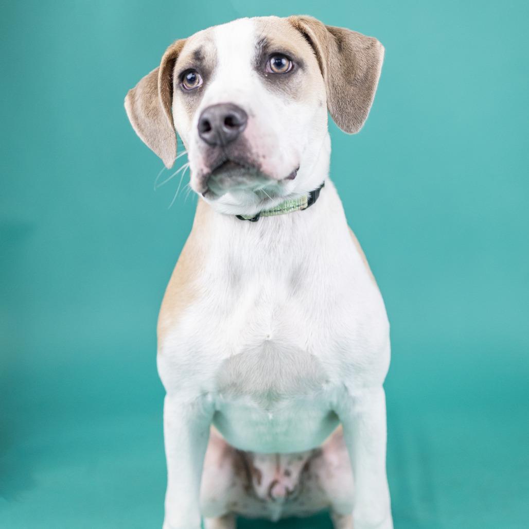 Enlarge Romeo, a Adoptable English Bulldog in Portland, OR image 2/2