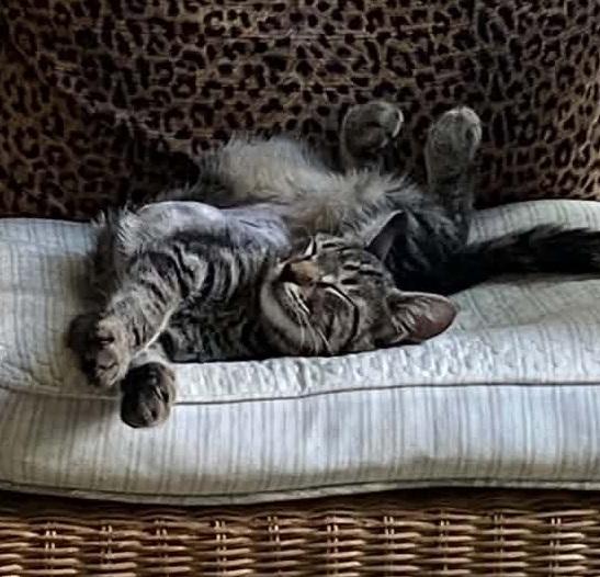 Enlarge Sophie Softpaws, an adopted Tabby in Waxahachie, TX image 2/3