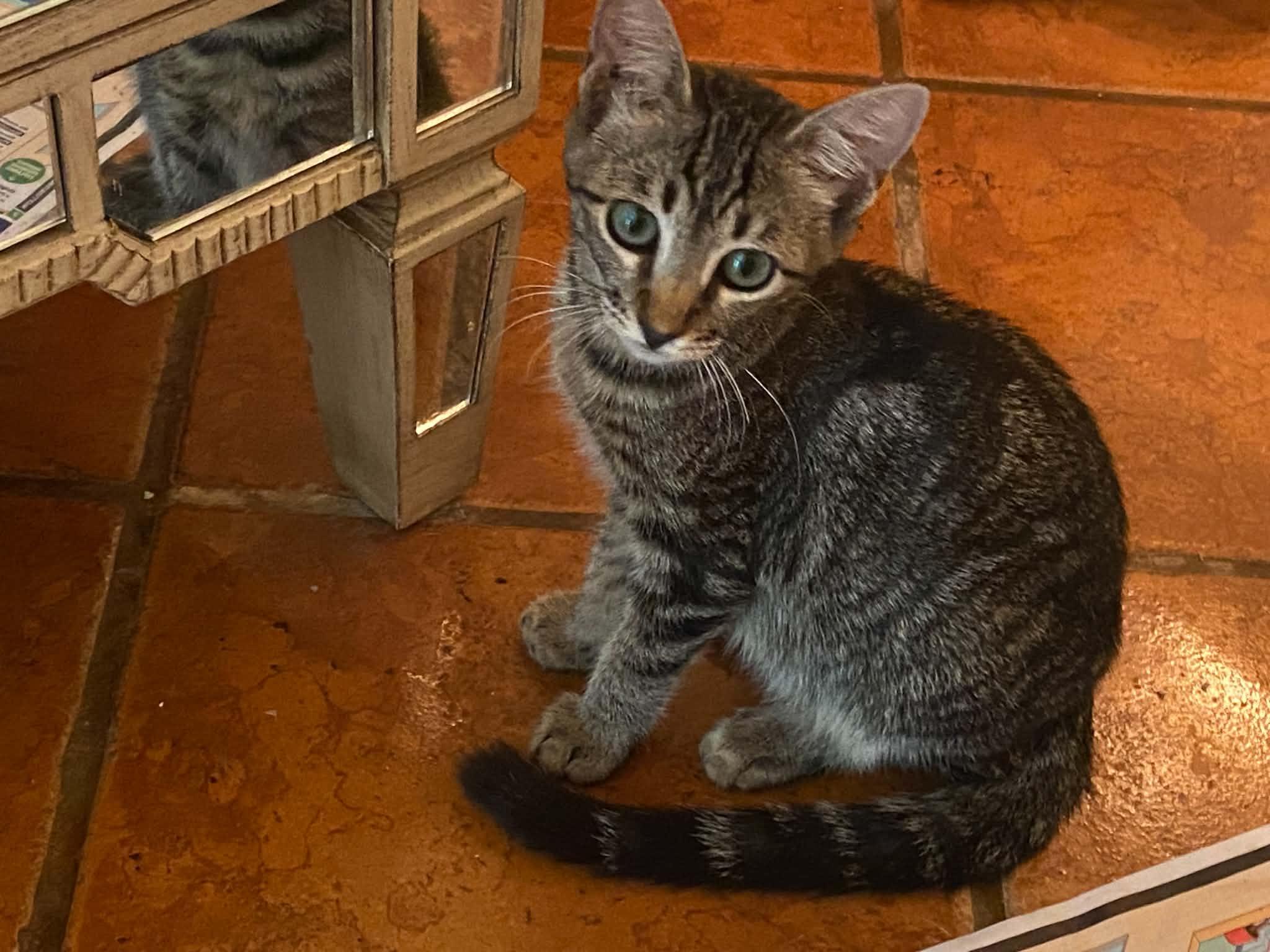 Sophie Softpaws, adopted, Kitten Female Tabby.