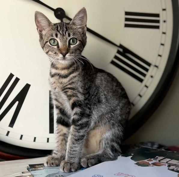 Enlarge Sophie Softpaws, an adopted Tabby in Waxahachie, TX image 3/3