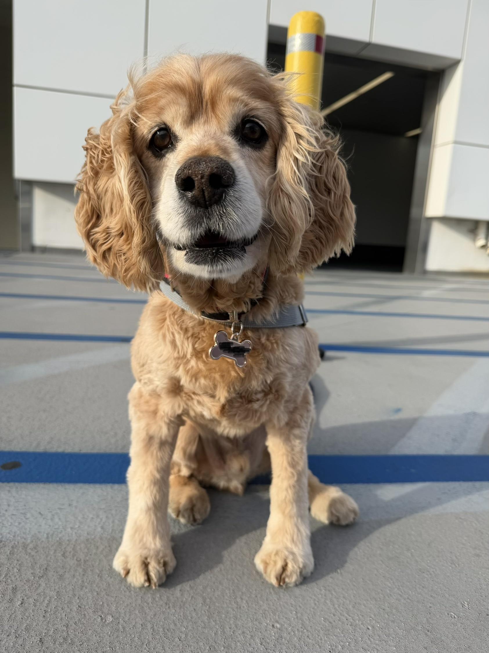 Enlarge Rocky, a ADOPTABLE mixed breed in Sherman Oaks, CA image 4/5