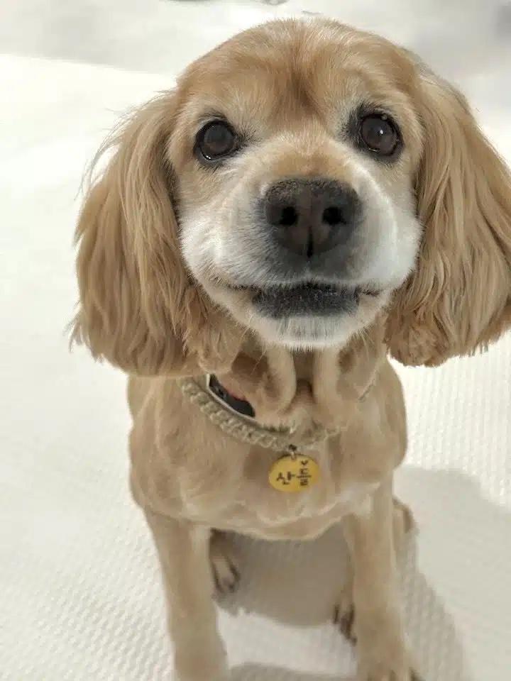 Enlarge Rocky, a ADOPTABLE mixed breed in Sherman Oaks, CA image 3/4