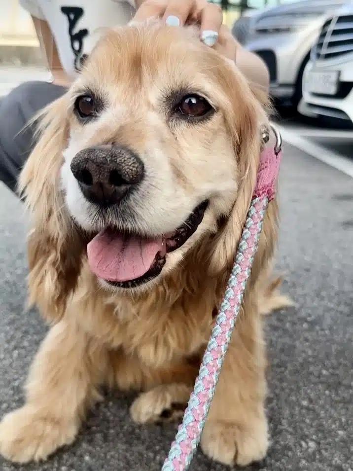 Enlarge Rocky, a ADOPTABLE mixed breed in Sherman Oaks, CA image 2/4