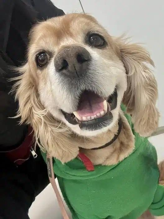 Rocky, ADOPTABLE, Adult Male Cocker Spaniel.
