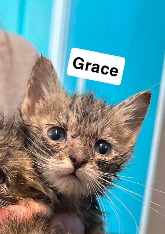 Enlarge Grace, a Adopted American Shorthair in Panama City, FL image 1/1