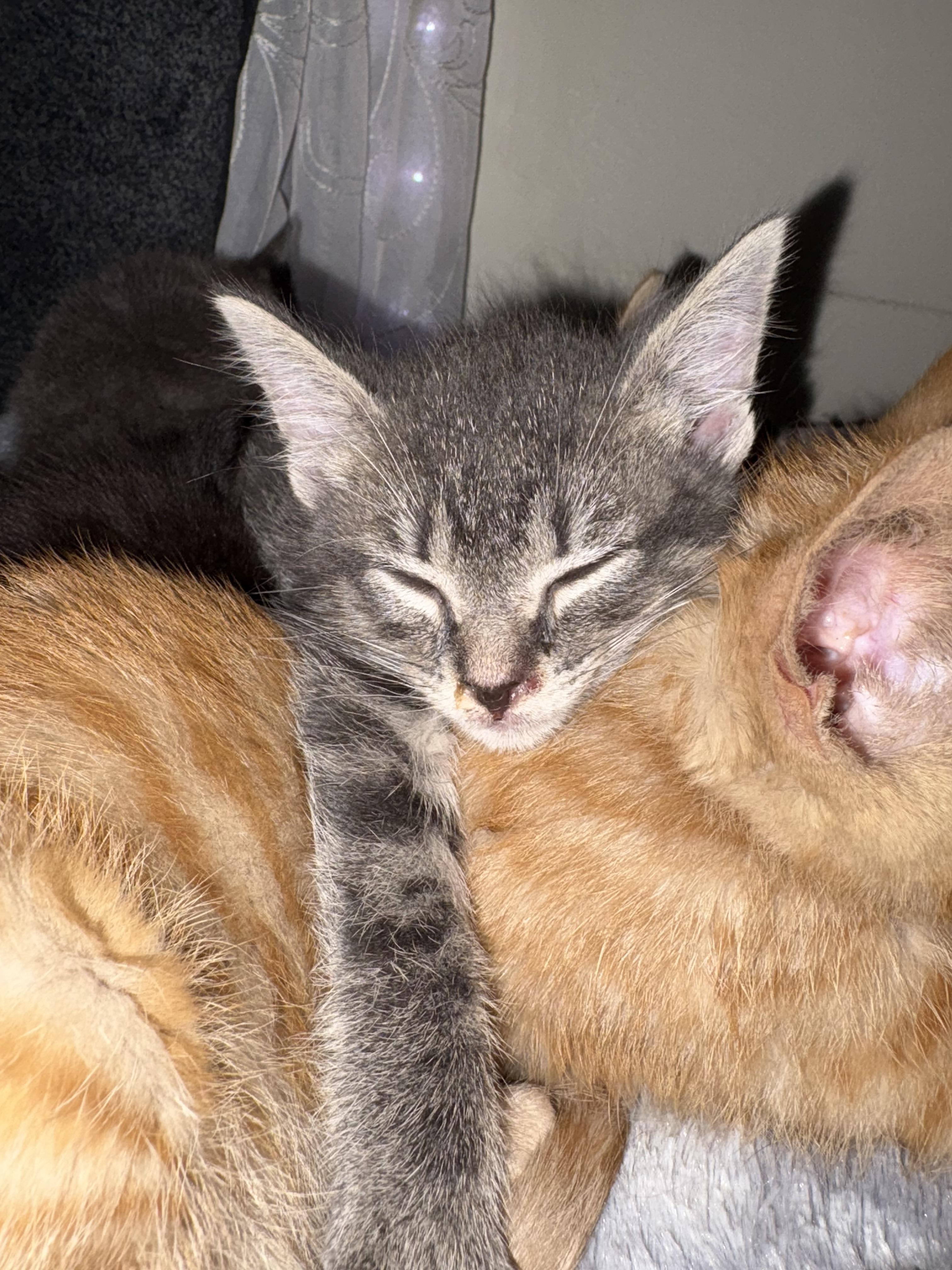 Tigger photo 4