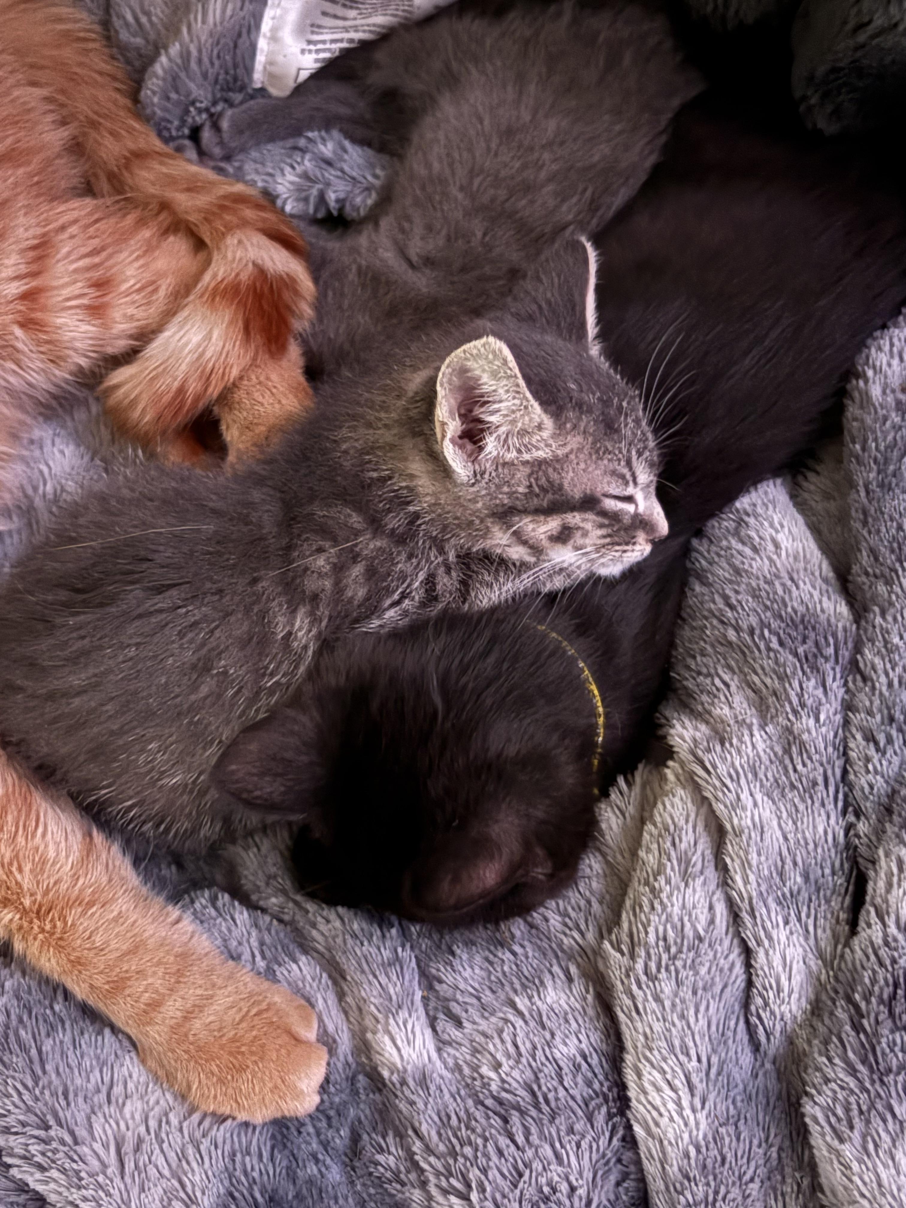 Tigger photo 3