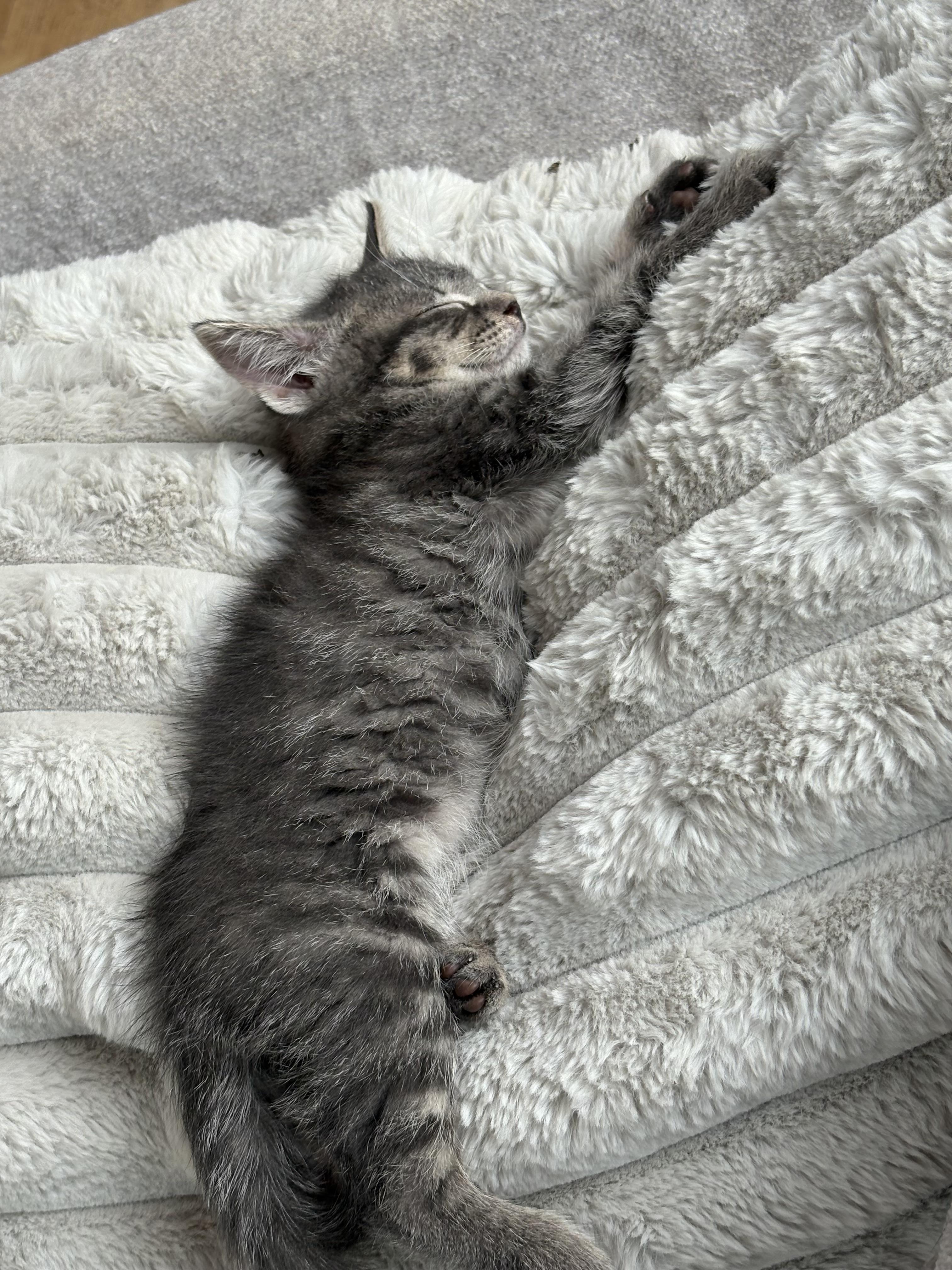 Tigger