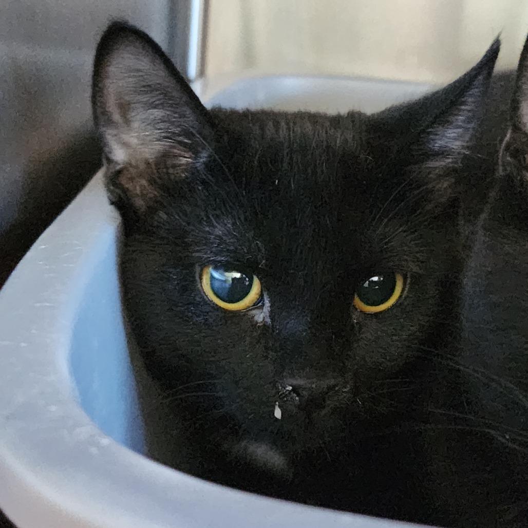 Heffalumps, Adoptable, Kitten Female Domestic Short Hair.