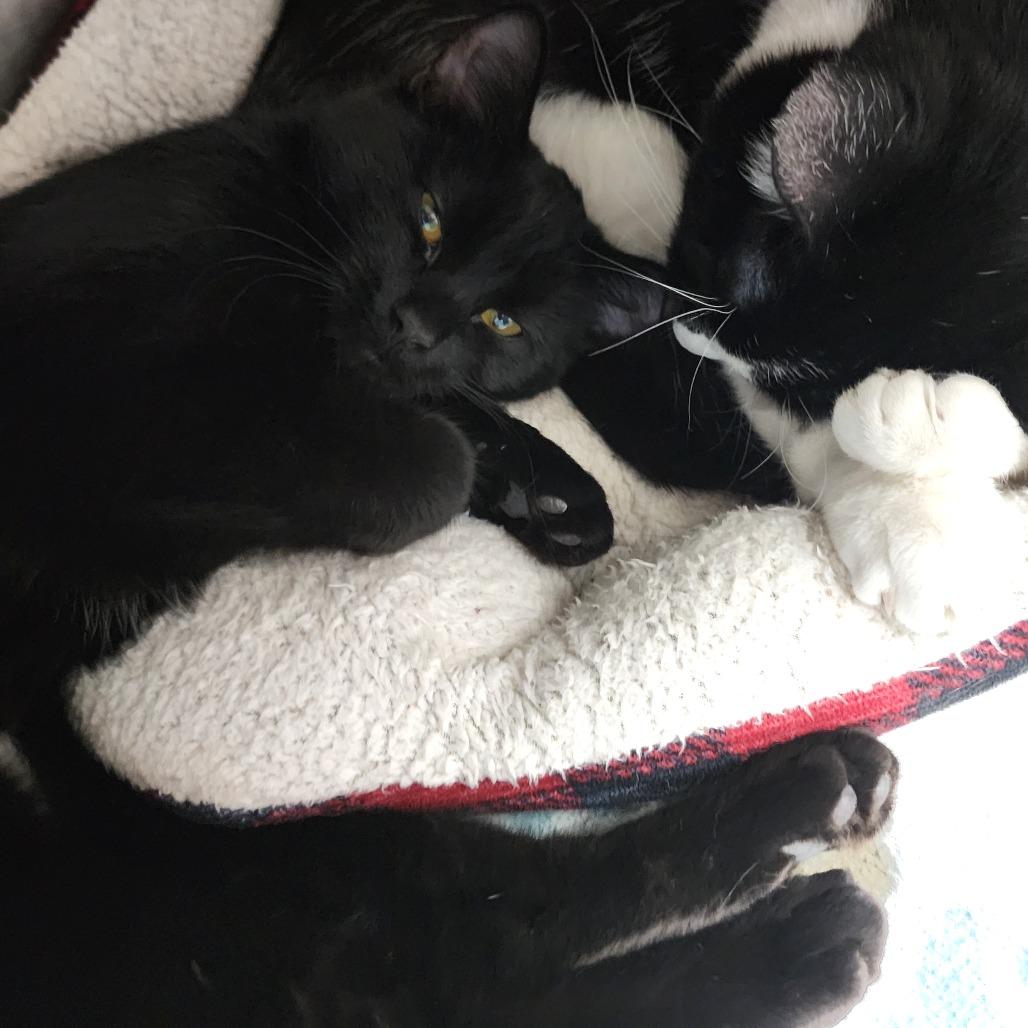 Heffalumps, a Adoptable Domestic Short Hair in Dixon, IL image 1/3