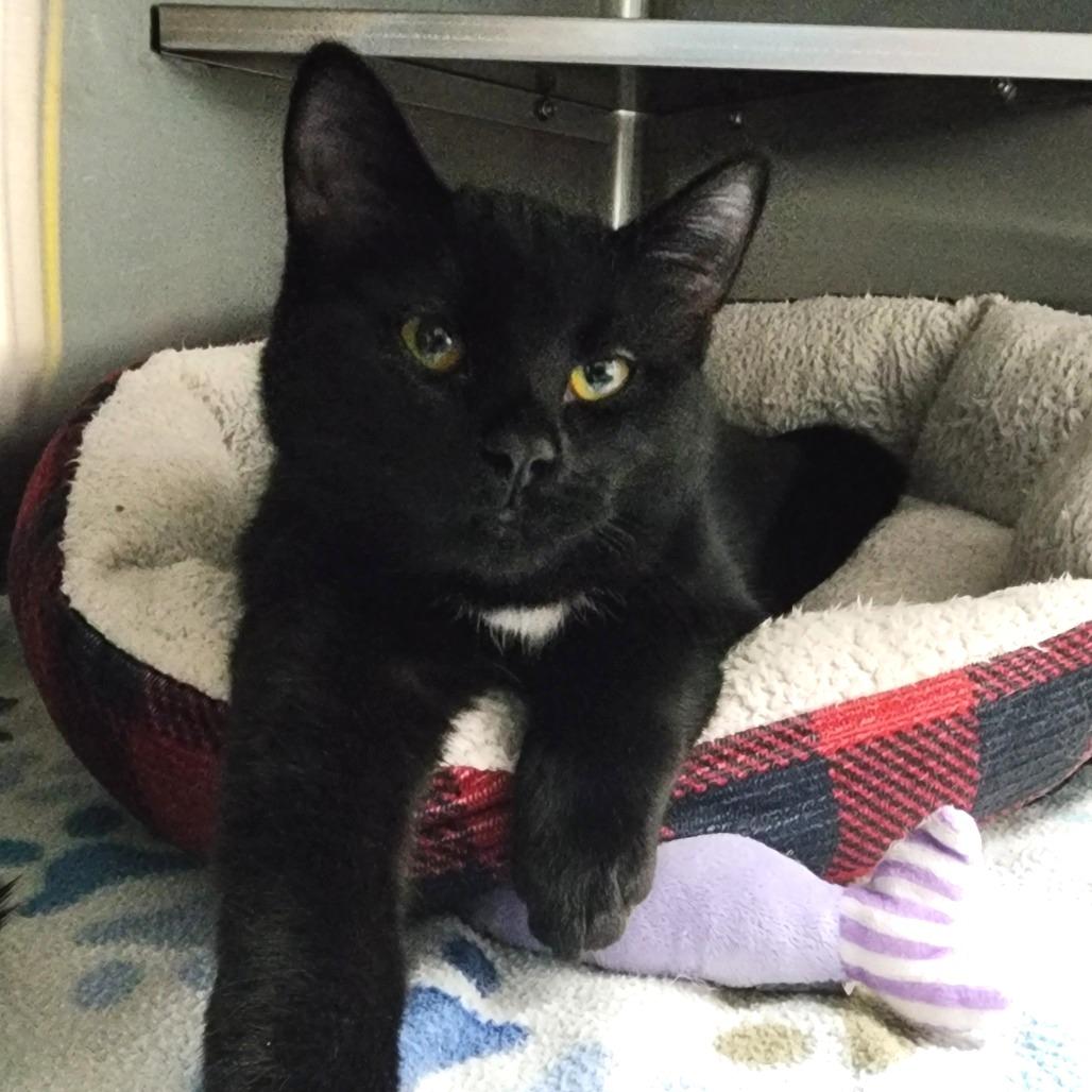 Heffalumps, a Adoptable Domestic Short Hair in Dixon, IL image 2/3