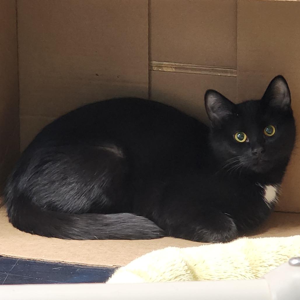 Heffalumps, a Adoptable Domestic Short Hair in Dixon, IL image 3/3