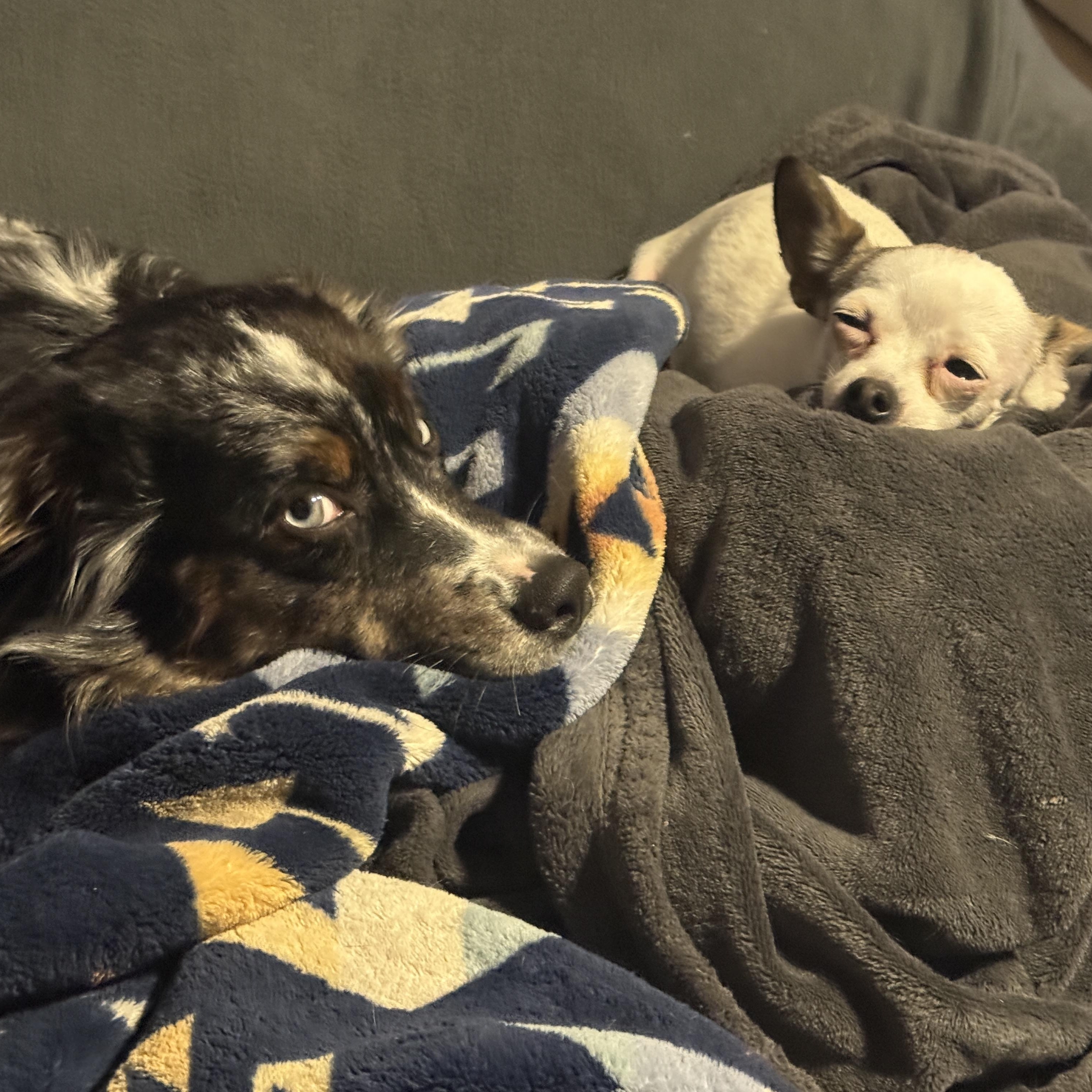 Spider, a Adoptable Australian Shepherd in Rough And Ready, CA image 2/4