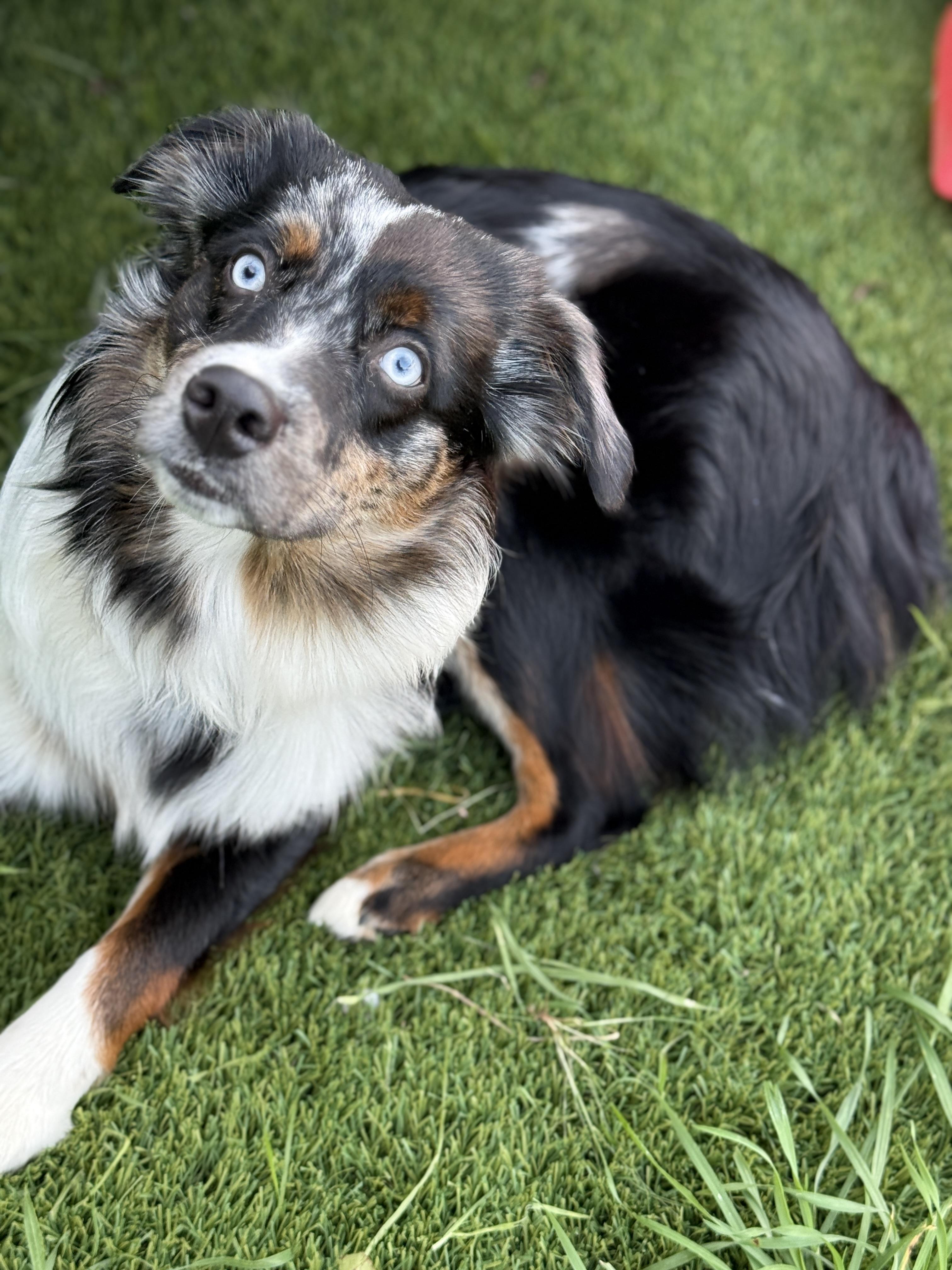 Spider, Adoptable, Young Female Australian Shepherd.