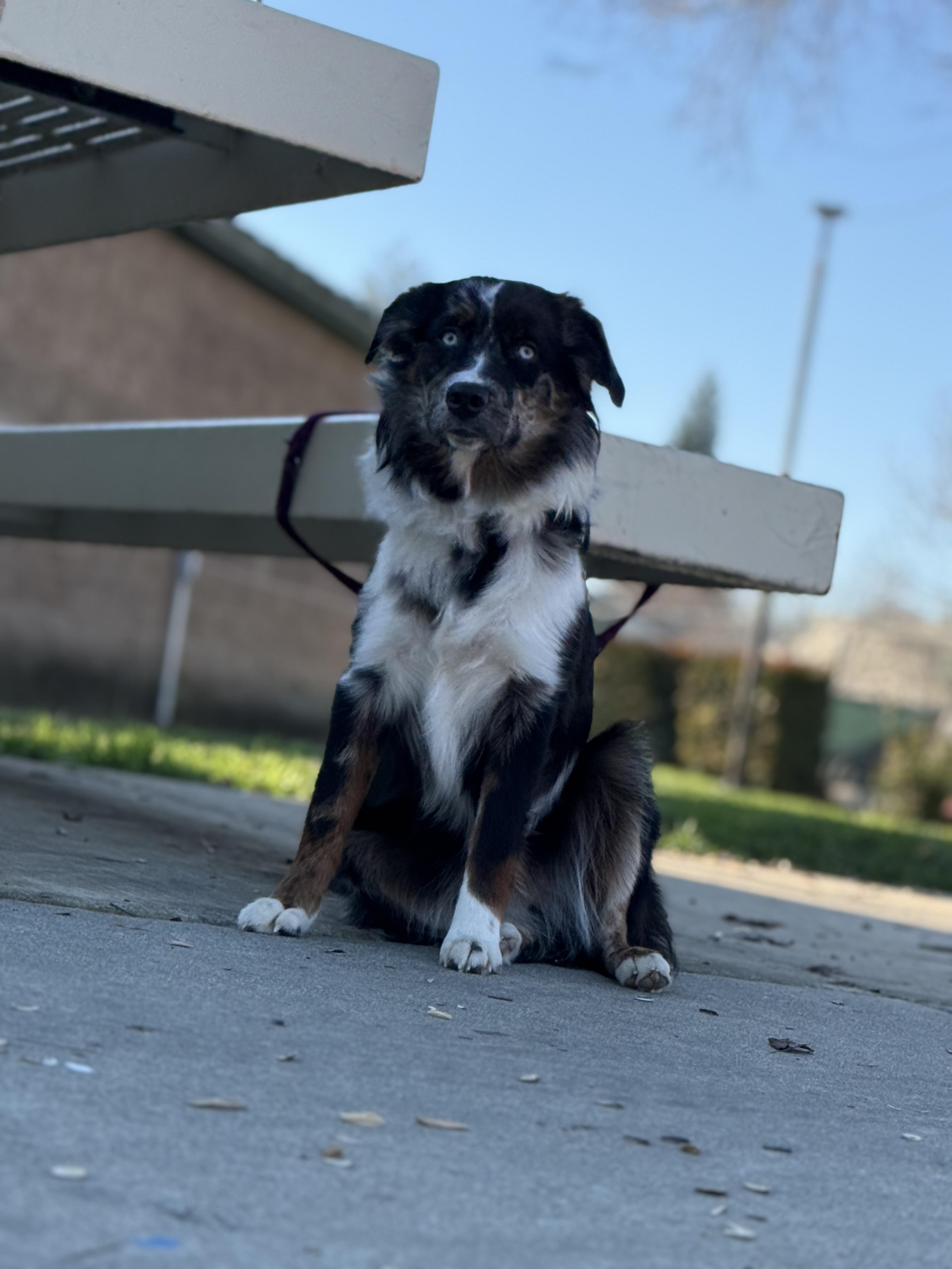 Spider, a Adoptable Australian Shepherd in Rough And Ready, CA image 3/4